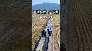 全世界只有台灣有！台灣特有種「臺灣石鮒」的絕美身影! ｜Maxcatch｜永裕｜勇作微物釣工坊｜微物釣手研工作室｜#fishing #タナゴ釣り #熱門  #推薦 #保育 #原生魚類