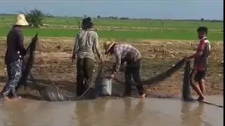 Amazing Fishing at Siem Reap Province - Cambodia Traditional Fishing - Khmer Net Fishing