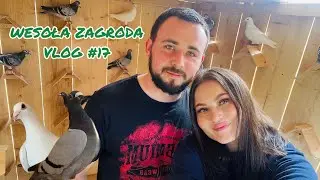 WPUSZCZAMY GOŁĘBIE DO NOWEGO GOŁĘBNIKA! 🕊️🪶🪺 Wesoła Zagroda #vlog17
