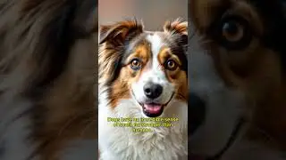Dogs can smell, sense emotions 🐶❤️