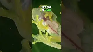 🌿 Meet the Invisible Frog! | The Magical Glass Frog 🐸✨