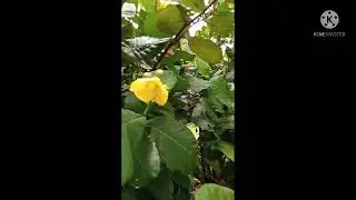 We called it Catmon tree in my hometown we used the fruits to cook with fish..