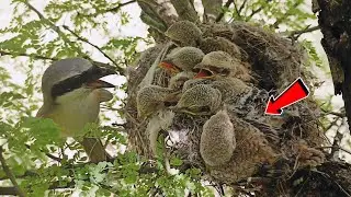 Mother bird worries about her babies care, one of her babies sit outside of nest @BirdPlusAnimals