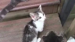 Our kitties PUFF OLLIE LOKI BINKY PONCHO TONTO & PUDGE