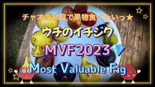 ウチのイチジク MVF2023👑