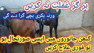 (470) Symptoms of Abortion in Goats/Ghaban Bakri k masael or Hal