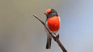 малиновка красногрудая