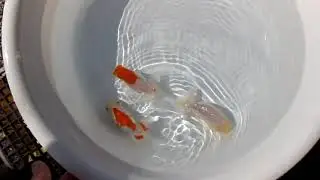 DSCF8881