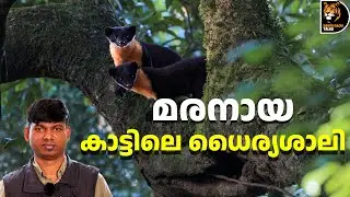 മനുഷ്യനെപോലും വിരട്ടുന്ന മരനായ!Martens of India; #davidrajutalks #wildlife