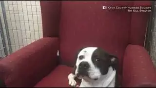 Dogs meet lazy boys at Illinois shelter