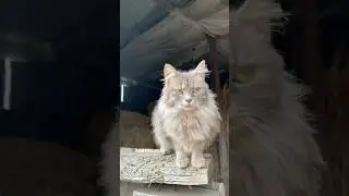 When a cat looks like a cloud