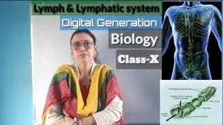 Lymph and lymphatic system | Transportation of blood | Digital generation