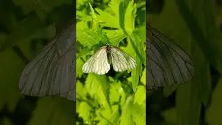 Бабочка🦋хрупкость и сила природы #насекомые #бабочка #природа #insects #butterfly #nature #beautiful