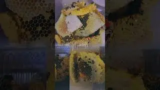 Sure na pure! Honey in the honeycomb! #bee #beekeepingtips #honey #nature #tips #health #honeybee