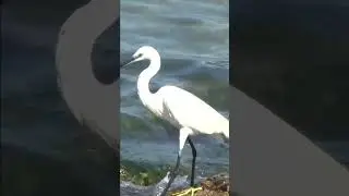 Small heron of the species Little Egret (Egretta garzetta) waits in vain food from the waves