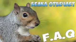 F.A.Q  Белка Отвечает [#0]