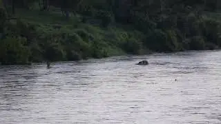 Hippos grazing next to a very full Letaba river