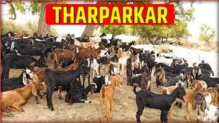 Tharparkar Goat Vlog  | Goat Meeting Vlog 😵&zwj;💫 