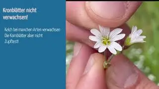 Vorstellung Caryophyllaceae