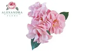 New Varieties 2025 - Pink Butterfly Spr