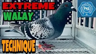 EXTREME WALAY TECHNIQUE | RACING PIGEON | XMAKINA OFFICIAL