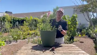 How to create a pollinator pot