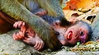 Very S.ad Moment, Very Lucky Life: Newborn Baby Monkey Survived the Fall