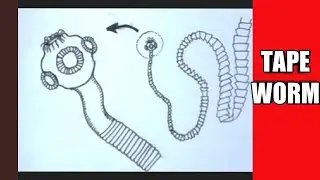 How to draw tape worm easily