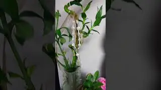 how are you my zz plant n bamboo stick keep growing 💗 29*23happy viewing ⛄