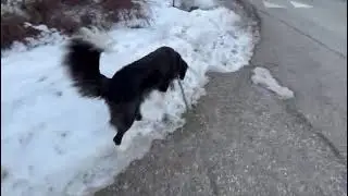 White & Black Dog Walking in Snow! Can You Guess The Race?