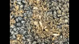 Active Termites eating through carpet. #termitecontrol #termites 