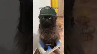cats gaining armor ⚔ (part 2)