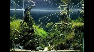 Beautiful Aquascape 