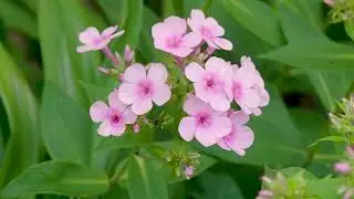 Phlox, die Flammenblume