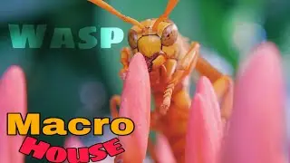 Hornet | Wasp | বোলতা | শিলীমুখ। A beautiful insect | Macro house | Macro videography.