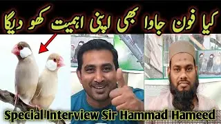 Java Sparrow ka Mustakbil kya hoga ll How To Future Java Sparrow ll V No 267 Sur Birds Channel