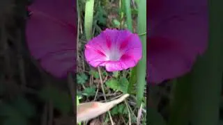 Swat flower| blooming flower| unique flowers growing in wheat|# flower #winter #trend #swat