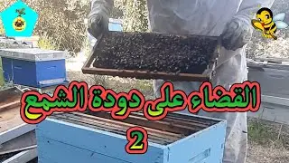 طريقة القضاء على دودة الشمع ( المرحلة الثانية )
