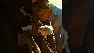 Goat's Slow-Motion Fall: Wind Vs. Gravity Cliffhanger! 🐐💨⛰️😱