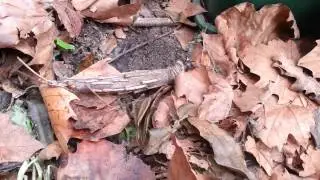 A Curious Australian  Moth