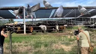 Pesting at Big Cow Farm in Puerto Rico! Hired to Remove Rock Pigeons!