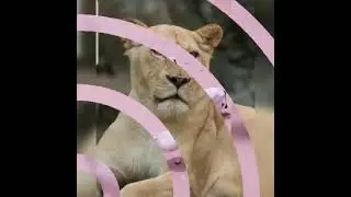 Les Felin-humains, l&eacute;opard, lions, aigles, corbaux, h&eacute;rons, izis sur Terre