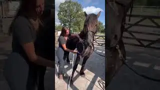 PMST Loop PEMF Physical Therapy machine for horse treatment