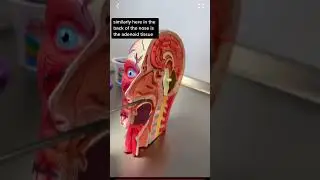 Tonsils and Adenoids:  What are they?