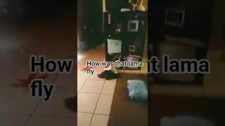 I want to fly #youtubeshort #trending #fun #love #shorts #subscribe #usa #fyp #life