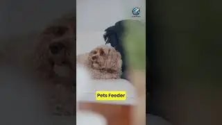 Top 5 Automated Smart Pet Feeders for Busy Pet Parents 2024  #Aimteks #technology #pets  #petlover