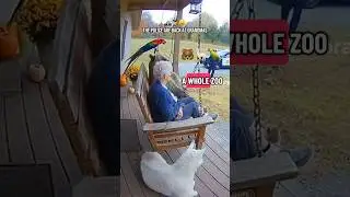 Полицейские вернулись, а у бабушки стало ЕЩЕ БОЛЬШЕ гостей 🫣🚓 #смешно #бабушка #полиция #медведь ...