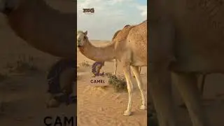 ABC Desert Animals song for Kids | Letter ABC #abcd #animals #shorts