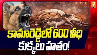 కామారెడ్డిలో 600 వీధి కుక్కలు హ*తం! | Kamareddy Street Dogs Incident | Machareddy | iNews