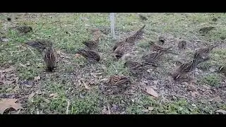 Beautiful birds visiting. @Wide Open Transit Farm